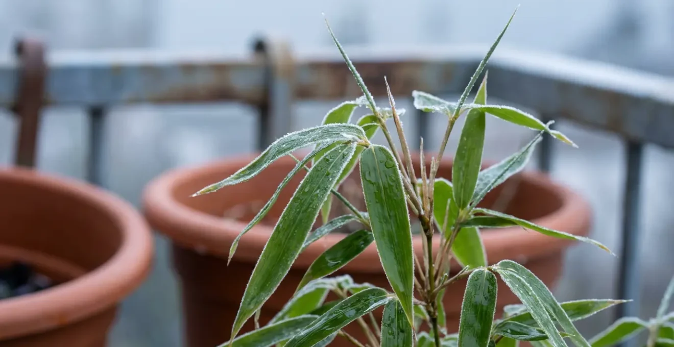Bambou Fargesia dense formant un écran végétal naturel sur un balcon urbain en hiver