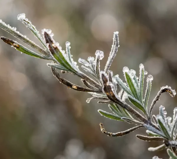 Détail de lavande en hiver avec gouttes de rosée gelées sur les tiges argentées